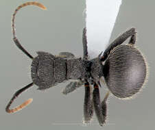 Image de Polyrhachis asomaningi Bolton 1973