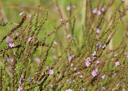 Image of winged lythrum