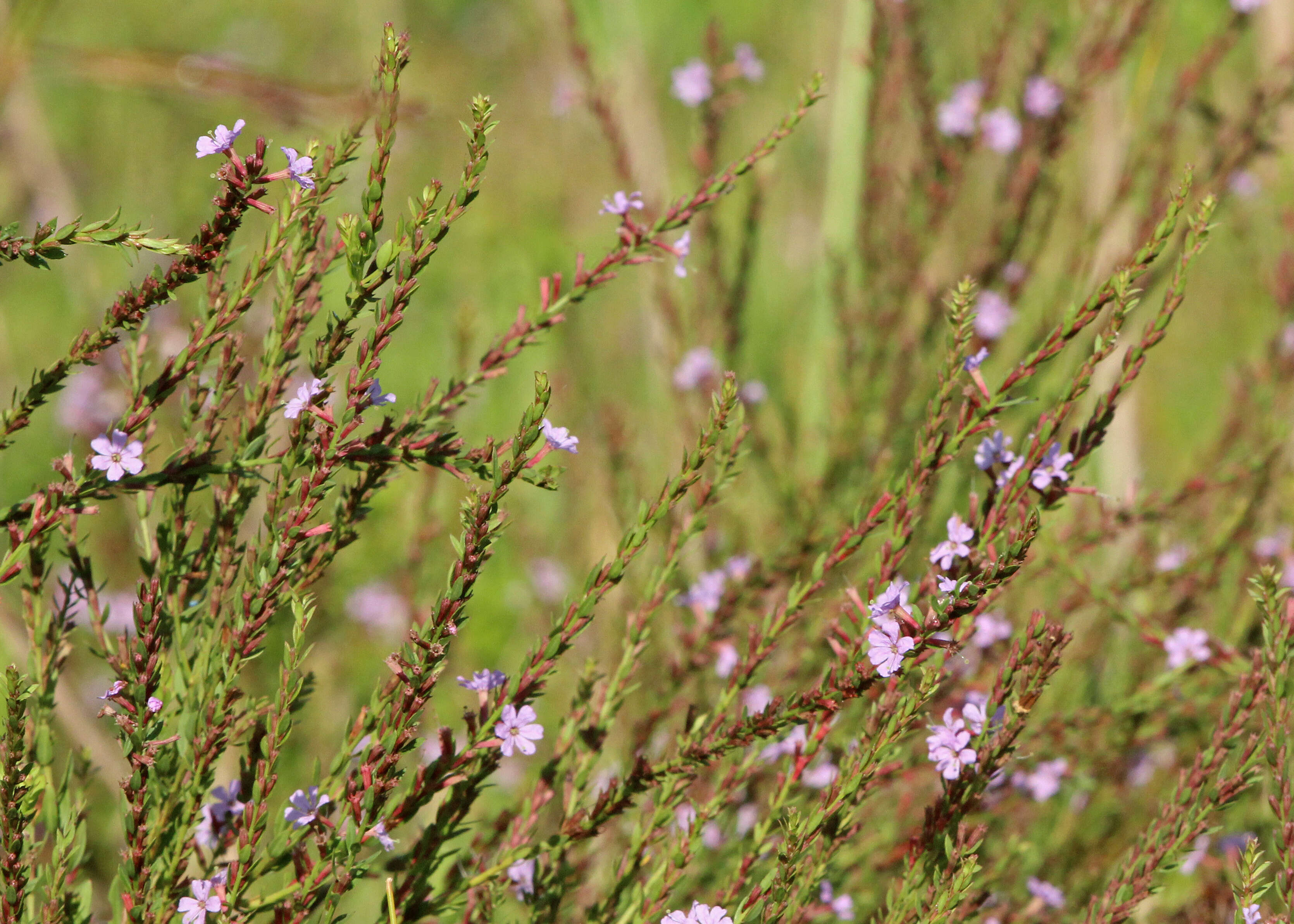 Image of winged lythrum