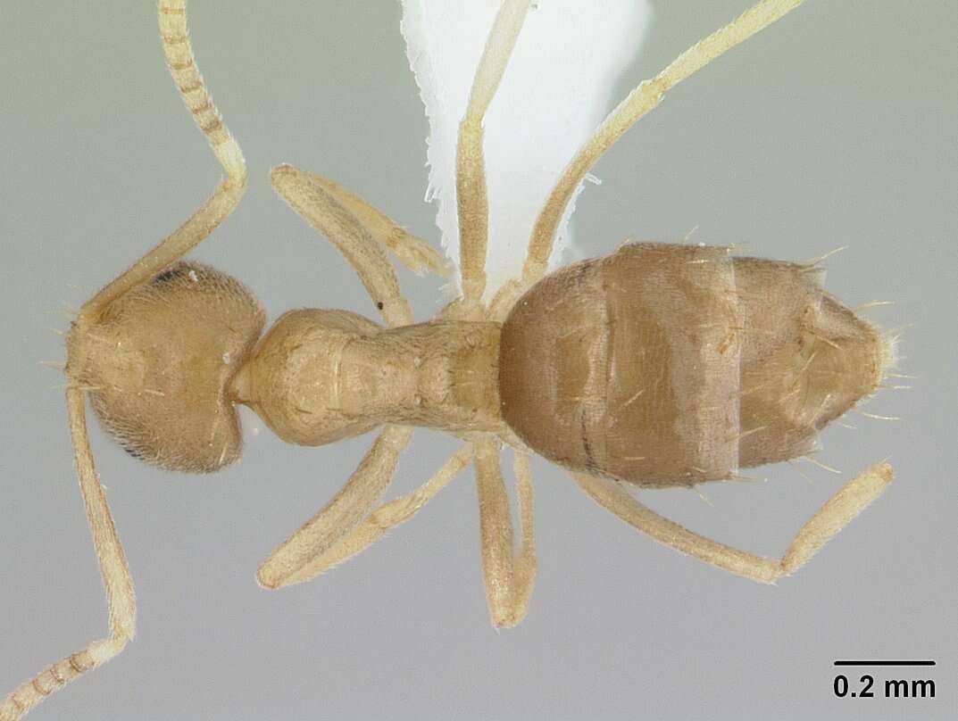 Image of <i>Paraparatrechina ocellatula</i>