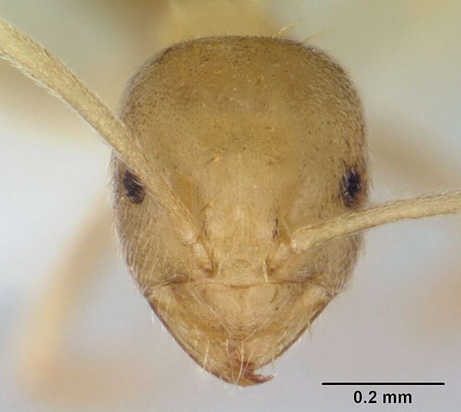 Image of <i>Paraparatrechina ocellatula</i>