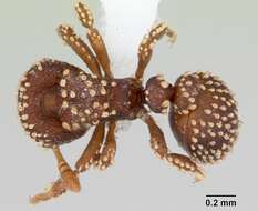 Image of Calyptomyrmex kaurus Bolton 1981