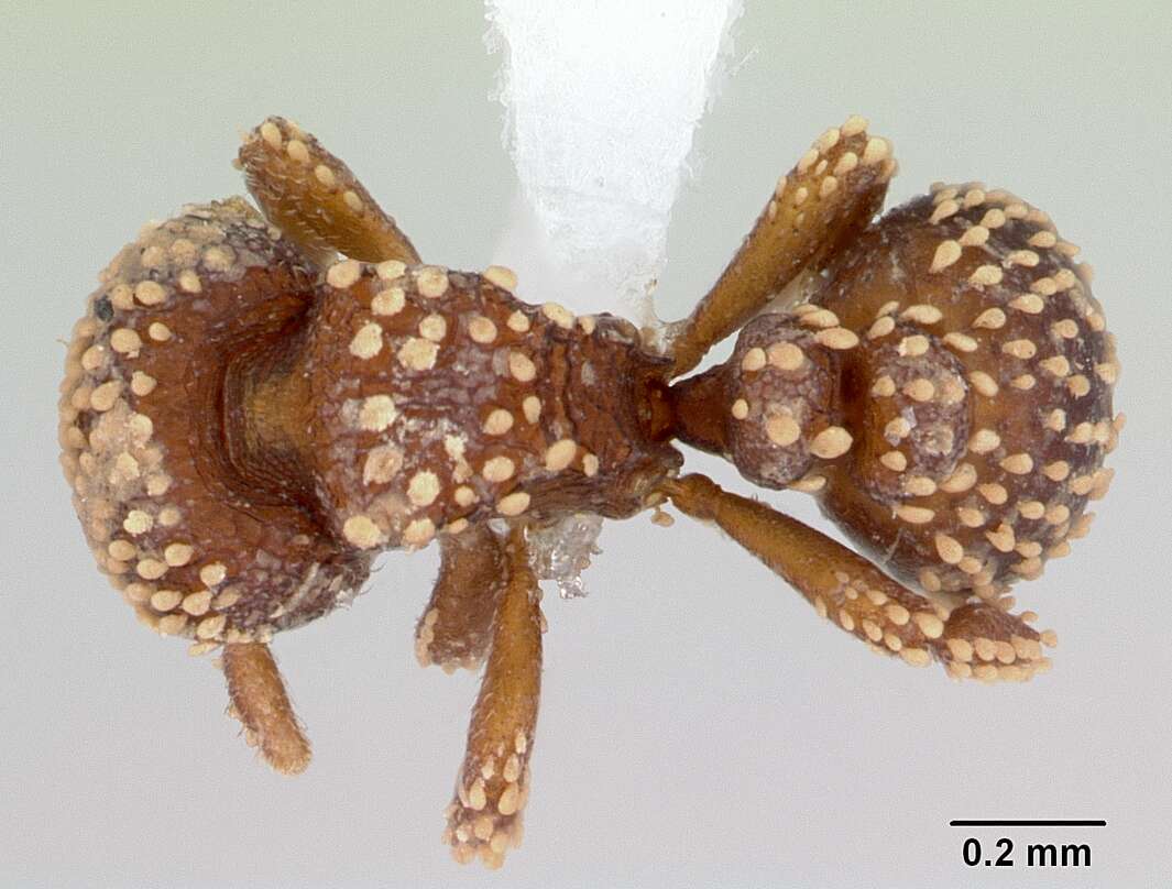 Image of Calyptomyrmex kaurus Bolton 1981