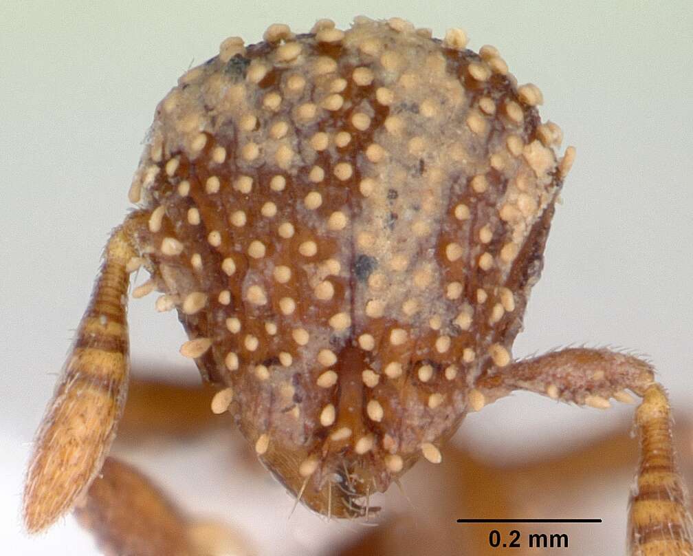 Image of Calyptomyrmex kaurus Bolton 1981