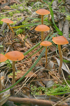 Image de Conocybe arrhenii (Fr.) Kits van Wav. 1970