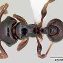 Image of Pristomyrmex orbiceps (Santschi 1914)