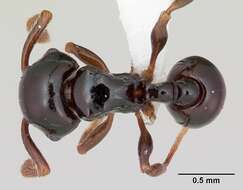 صورة Pristomyrmex orbiceps (Santschi 1914)