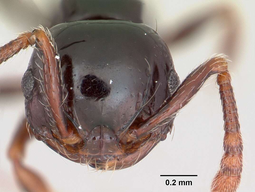 صورة Pristomyrmex orbiceps (Santschi 1914)