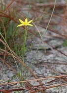 Image of fringed yellow star-grass