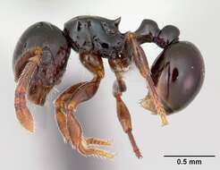 صورة Pristomyrmex orbiceps (Santschi 1914)