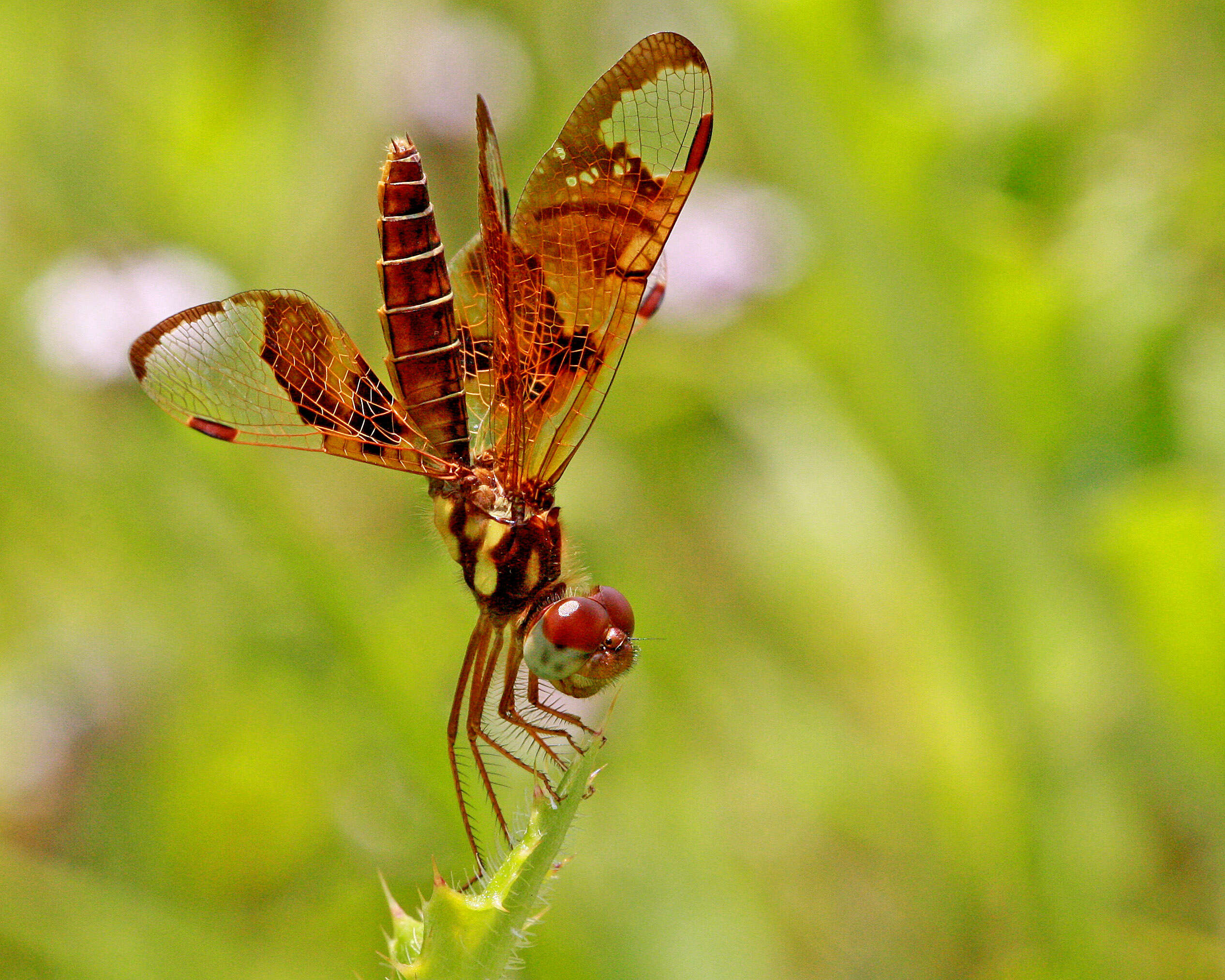 Image of Eastern Amberwing