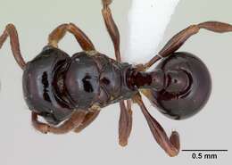 صورة Pristomyrmex orbiceps (Santschi 1914)