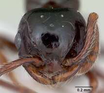 صورة Pristomyrmex orbiceps (Santschi 1914)