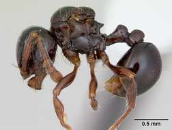 صورة Pristomyrmex orbiceps (Santschi 1914)