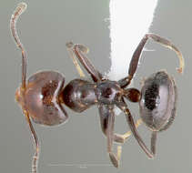 Image of Technomyrmex lujae (Forel 1905)