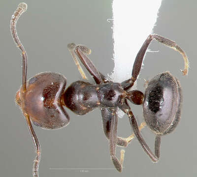 Image of Technomyrmex lujae (Forel 1905)