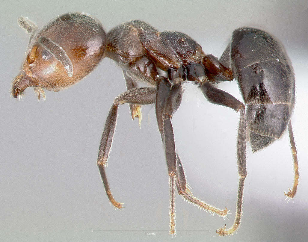 Image of Technomyrmex lujae (Forel 1905)