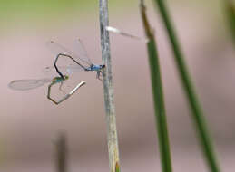 Image of Cherry-eye Sprite