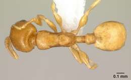 Image of Nesomyrmex punctaticeps