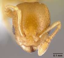 Image of Nesomyrmex punctaticeps