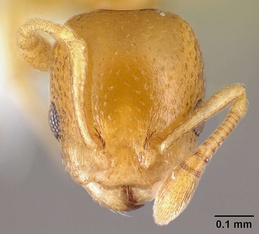 Image of Nesomyrmex punctaticeps