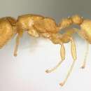 Image of Nesomyrmex punctaticeps