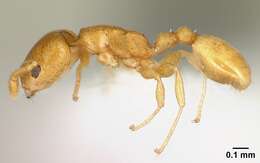 Image of Nesomyrmex punctaticeps