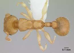 Image of Nesomyrmex reticulatus