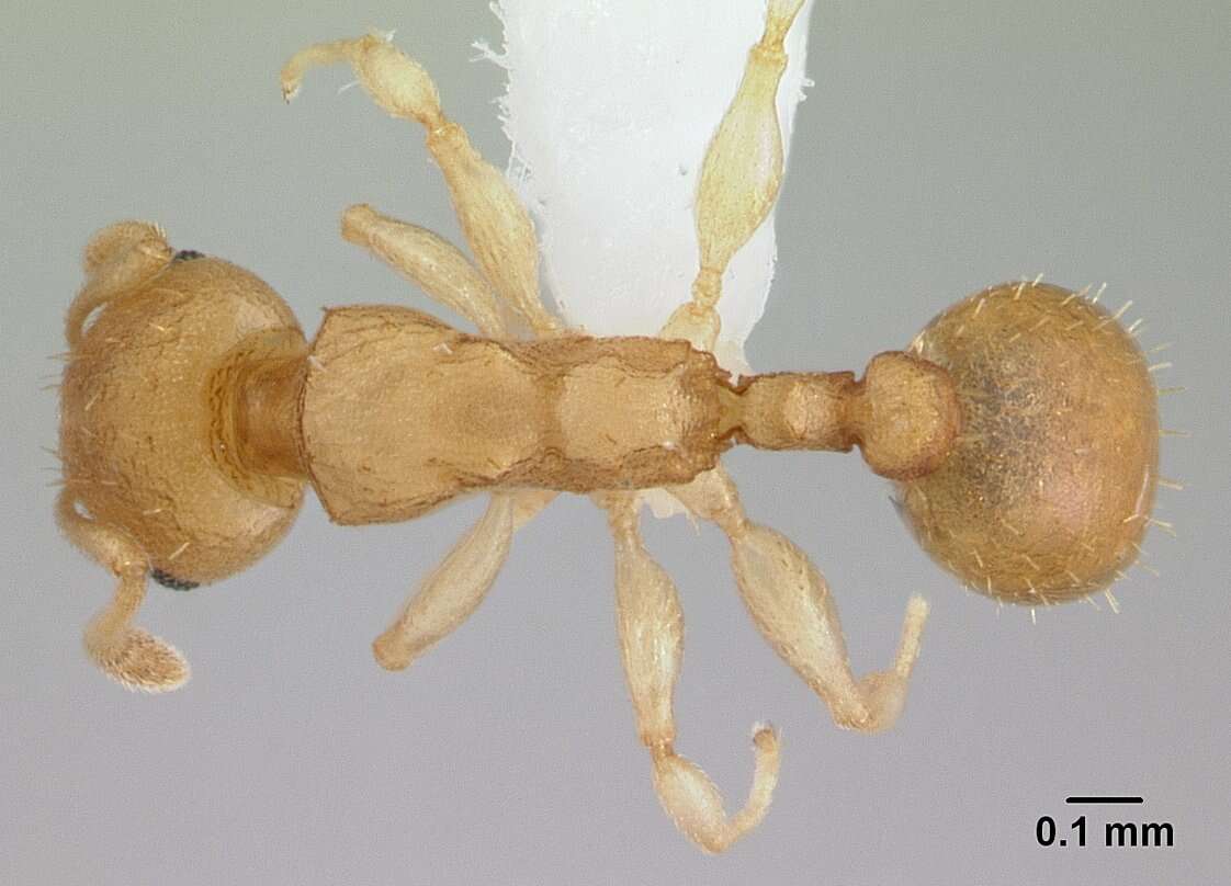 Image of Nesomyrmex reticulatus