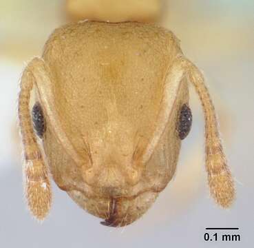 Image of Nesomyrmex reticulatus