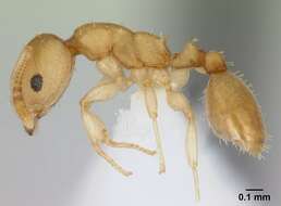 Image of Nesomyrmex reticulatus