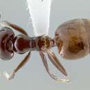 Слика од <i>Crematogaster nosibeensis</i>