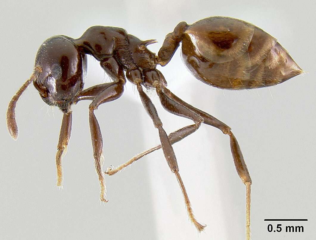 <i>Crematogaster nosibeensis</i> resmi