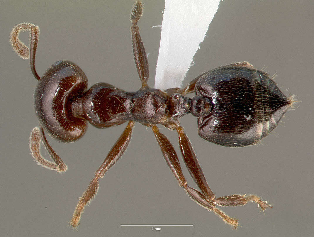 Image of Crematogaster lobata Emery 1895