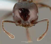 Image of Crematogaster lobata Emery 1895