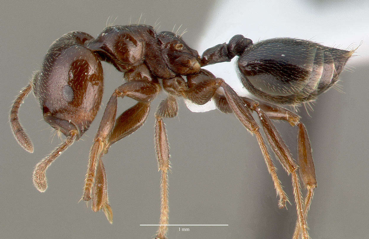 Image of Crematogaster lobata Emery 1895