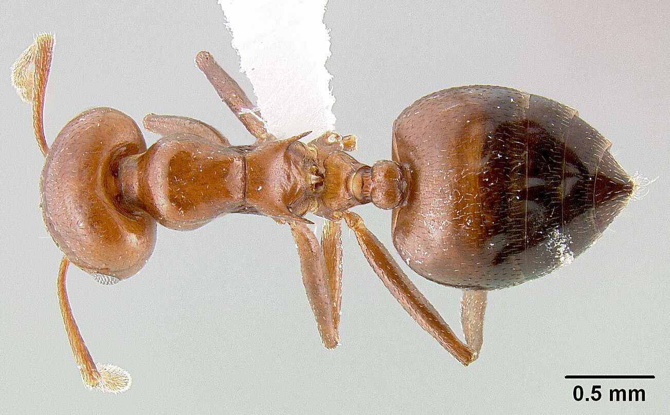 <i>Crematogaster nosibeensis</i> resmi