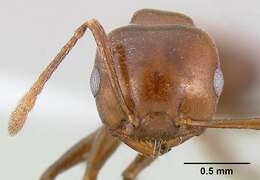 <i>Crematogaster nosibeensis</i> resmi