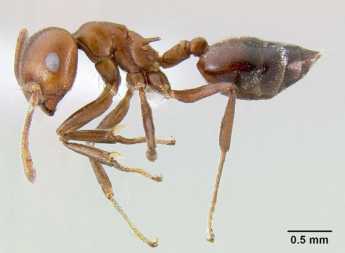 <i>Crematogaster nosibeensis</i> resmi