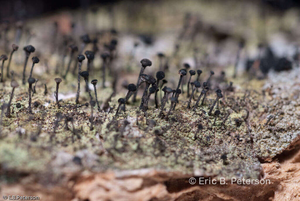 Image of Green stubble lichen;   Spike lichen;   Frog stubble