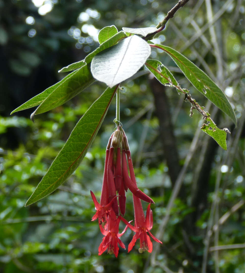 Image of Bolivian fuchsia