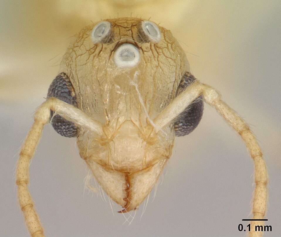 Image of <i>Vitsika crebra</i>