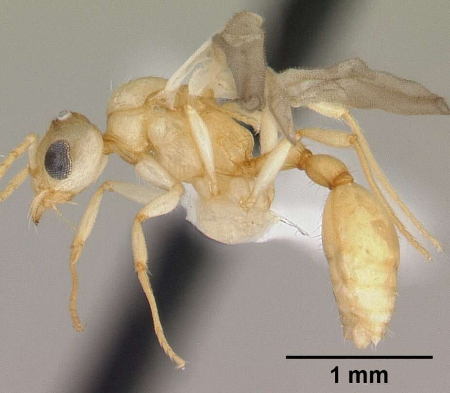 Image of <i>Vitsika crebra</i>