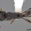 Image of Tetramorium flabellum Bolton 1980