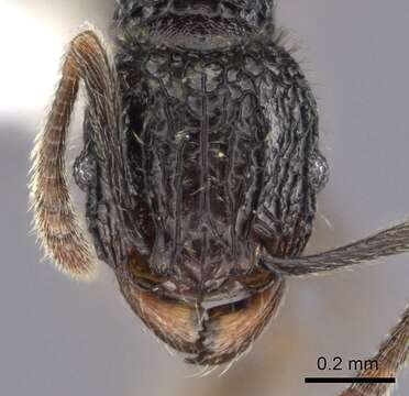 Image of Tetramorium flabellum Bolton 1980