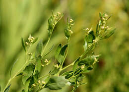 صورة Baccharis glomeruliflora Pers.