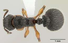 Image of Myrmicinae