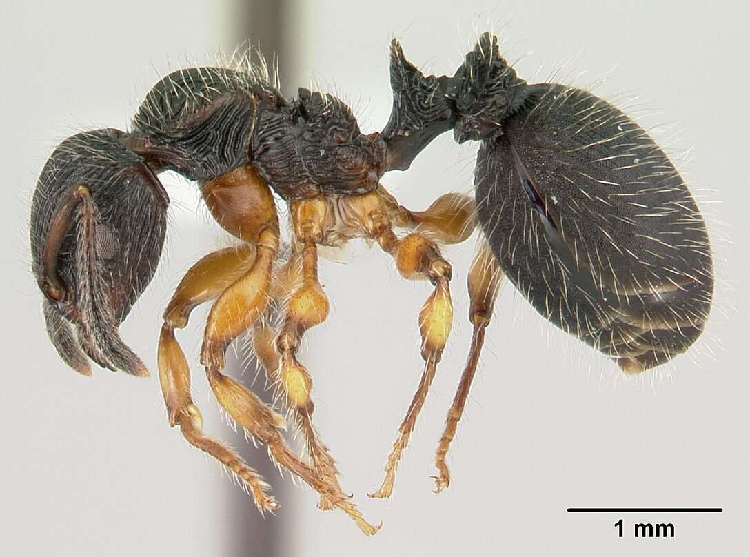 Image of Myrmicinae