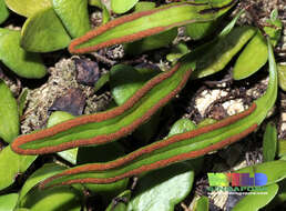 Image of Dragons scale fern