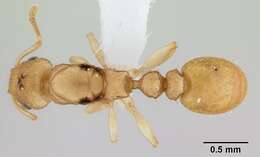 Image of <i>Nesomyrmex exiguus</i>